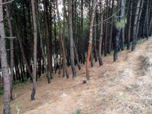 A pine forest. A pine forest.