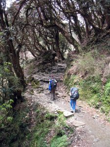 Entering the rhodie forest.