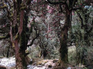 Rhodie forest.