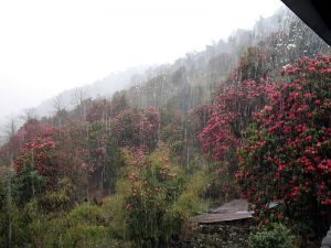 Downpour at Ghorepani.