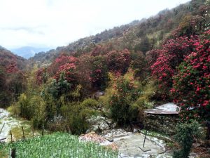 The rhodie forest was beautiful after the hail storm.