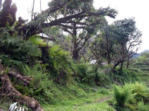 Lush greenery.