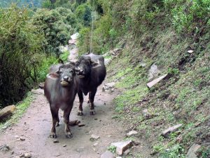 Water buffalo.