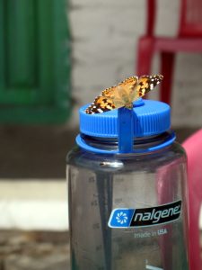 Nalgene butterfly.