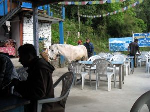 Breakfast with a horse.