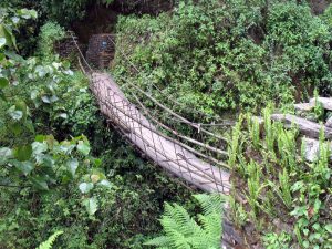 Another bridge in a lush, green forest.