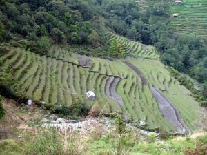 Terraced farmland.